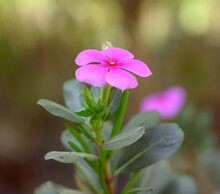 Beautiful Pink Periwinkle Flower