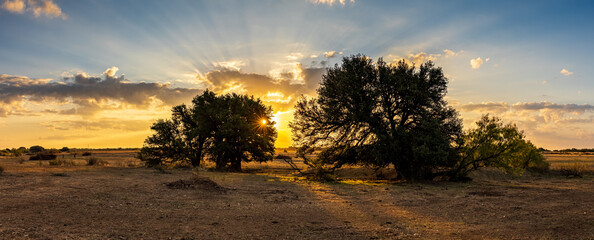 Sunlight through the trees