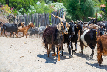 Herd of brown and black goats with horns walking on white sand beach near wooden fence in Greece