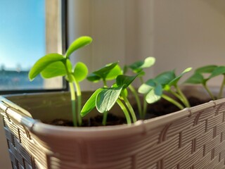 Cucumber seedlings in a pot on the window sill