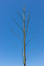 Inflorescence Of Agave Plant Against Blue Sky, Algar Seco, Algarve