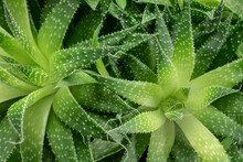 Green Aloe Plant Abstract - Top Closeup View