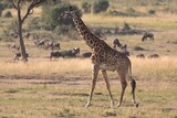 Fototapeta Sawanna - One giraffe walks through the bush veld of the Maasai Mara with wildebeests in the background.