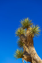 Joshua Tree Branches With Clear Blue Sky