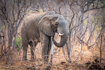 Wall Mural - elephant walking in the bushes, kruger national park, south africa