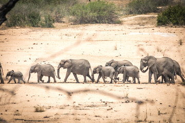 Wall Mural - herd of elephants, kruger national park, south africa