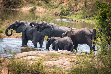 Wall Mural - herd of elephants, water, kruger national park, south africa