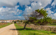 Country road with wind tilted tree and rural village in the distance with a blue sky white clouds