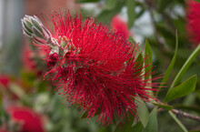 Close Up Of A Red Bottlebrush Flower (Callistemon)