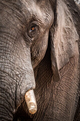 Wall Mural - african elephant close up, hwange national park, zimbabwe