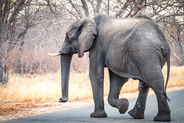 Wall Mural - african elephant in the wild, hwange national park, zimbabwe