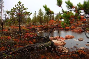 Canvas Print - autumn nature of northern norway