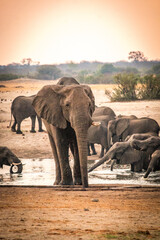 Wall Mural - african elephants at the watering hole, hwange national park, zimbabwe, sunset