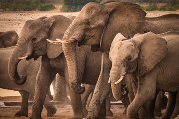 Wall Mural - african elephants at the watering hole, hwange national park, zimbabwe, sunset