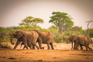 Wall Mural - african elephants, hwange national park, zimbabwe, sunset