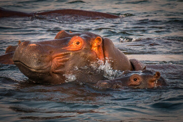 Wall Mural - hippopotamus swimming in water, sambesi, zimbabwe