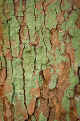 Sticker - An old tree bark texture, a tree trunk with cracks