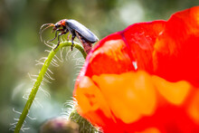 Bug On Red Poppy Flower