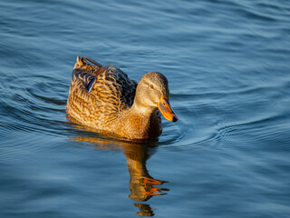 Wall Mural - wild duck on a pond in winter - The mallard (Anas platyrhynchos) duck