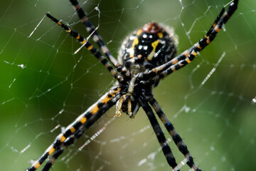 A selective focus shot of banded Argiope spider on web