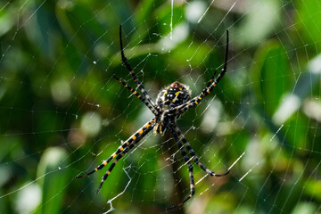 A selective focus shot of banded Argiope spider on web