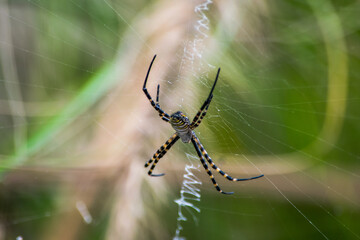 A selective focus shot of banded Argiope spider on web