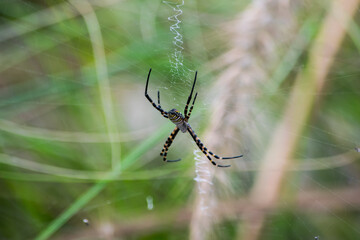 A selective focus shot of banded Argiope spider on web