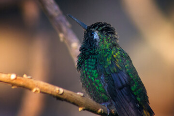 Poster - A shot of an amazing Hummingbird perching on a tree branch on a blurry background