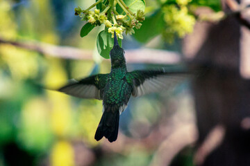 Poster - A shot of a cute Hummingbird flying and sucking the nectar of flowers