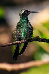 Wall Mural - A vertical shot of the Hummingbird perching on a tree branch on a blurry background