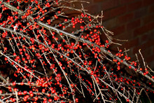 Closeup Of Possumhaw Ripe Berries In Winter Against A Red Brick Wall, England	