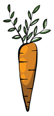 Canvas Print - Fresh carrot, illustration, vector on a white background.