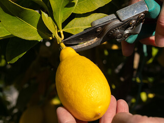 Poster - A man picking lemons from a tree