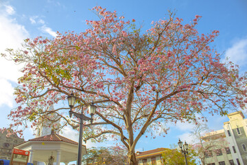 Poster - A low angle shot of cherry blossoms on the tree against a blue sky