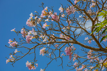 Poster - A low angle shot of cherry blossoms on the tree against a blue sky