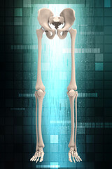 3d illustration Lower limb