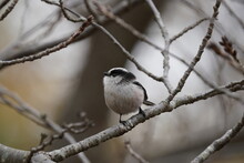 Long Tailed Tit On The Branch