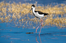 A Black Necked Stilt On Beautiful Blue Water And Yellow Dried Grass At The San Jacinto Wildlife Area Near Perris In Southern California
