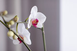 Fototapeta Storczyk - Blooming orhid flowers Phalaenopsis white colors blossoming close up. Beautiful pistil of an orchid. Flora of the house, close-up of blooming orchids. A beautiful plant at home. Home flowers and