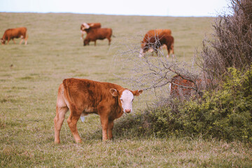 Wall Mural - Cow in the pasture by the sea, Hookipa, Maui, Hawaii
