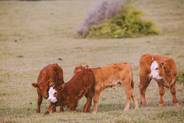 Wall Mural - Cow in the pasture by the sea, Hookipa, Maui, Hawaii
