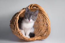 Cute Little Gray-white Playful  Kitten Sits In An Overturned Basket And Raises Its Paw Up, Playing: Space For Text, Soft Focus