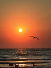A Vertical Shot Of A Seagull Flying Above The Sea During A Golden Sunset In The Evening
