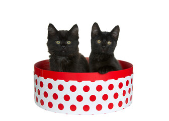 Wall Mural - Two adorable black kittens sitting in a round white box with red polka dots, one with paw on side of box looking directly at viewer. Pink background. Fun animal antics