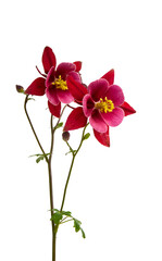 Poster - red aquilegia isolated