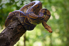 The Boa Constrictor (Boa Constrictor), Also Called The Red-tailed Or The Common Boa On A Branch In The Middle Of The Forest. A Large Snake On A Branch In The Green Of A Bright Forest.