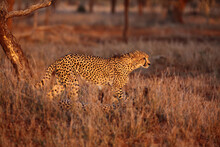 The Cheetah (Acinonyx Jubatus) Walking Through The Grass At Sunset Among The Trees. A Large Male Cheetah While Checking Territory In The Late Orange Evening Light. Cheetah In Dry Yellow Grass.