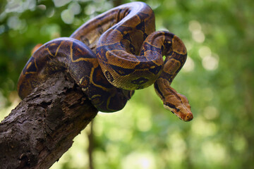 The boa constrictor (Boa constrictor), also called the red-tailed or the common boa on a branch in the middle of the forest. A large snake on a branch in the green of a bright forest.