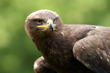 Canvas Print - The steppe eagle (Aquila nipalensis) portrait. Portrait of a big eagle with a green background.