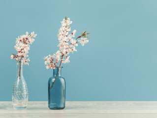 Spring or summer festive blooming with white flowers fruit tree branches in two small glass vases against tender blue background. Fresh floral wide background banner with copy space